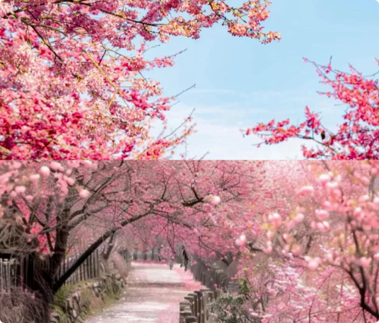 6個適合3月、4月賞花踏青旅游的旅行地推薦